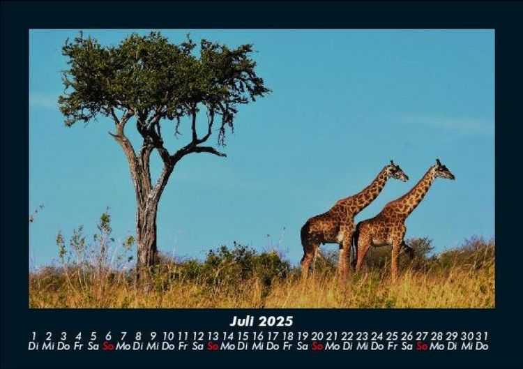 Produktbild: Giraffen 2025 Fotokalender DIN A5
