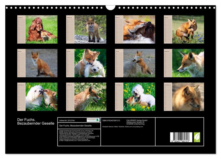 Produktbild: Der Fuchs. Bezaubernder Geselle (Wandkalender 2026 DIN A3 quer), CALVENDO Monatskalender