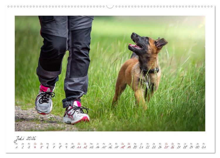 Produktbild: Traumhund Malinois (Wandkalender 2026 DIN A2 quer), CALVENDO Monatskalender