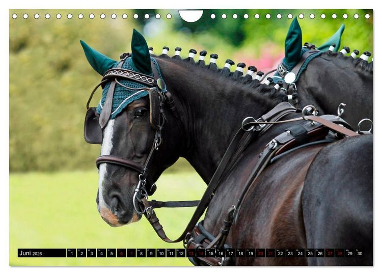 Produktbild: Schwere Warmbl&uuml;ter 2026 (Wandkalender 2026 DIN A4 quer), CALVENDO Monatskalender