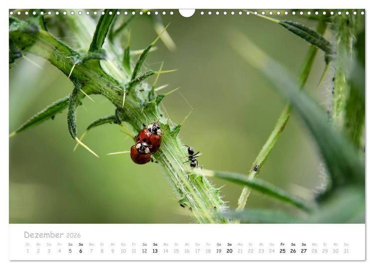 Produktbild: Marienk&auml;fer - kleine Gl&uuml;cksmomente (Wandkalender 2026 DIN A3 quer), CALVENDO Monatskalender