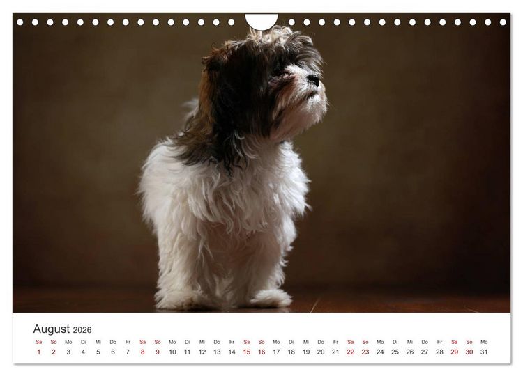 Produktbild: Welpenblicke (Wandkalender 2026 DIN A4 quer), CALVENDO Monatskalender