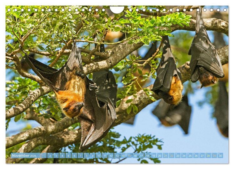 Produktbild: Flughunde: Vegetarische Drachenflieger (Wandkalender 2026 DIN A4 quer), CALVENDO Monatskalender