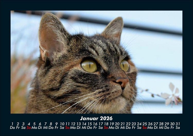 Produktbild: F&uuml;r Katzenfreunde 2026 Fotokalender DIN A5