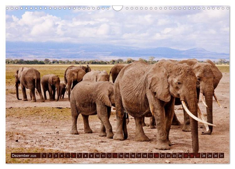 Produktbild: Afrikas wilde Sch&ouml;nheiten (Wandkalender 2026 DIN A3 quer), CALVENDO Monatskalender