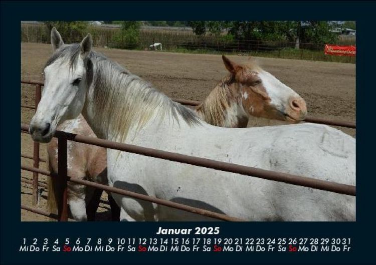 Produktbild: Pferde Kalender 2025 Fotokalender DIN A5