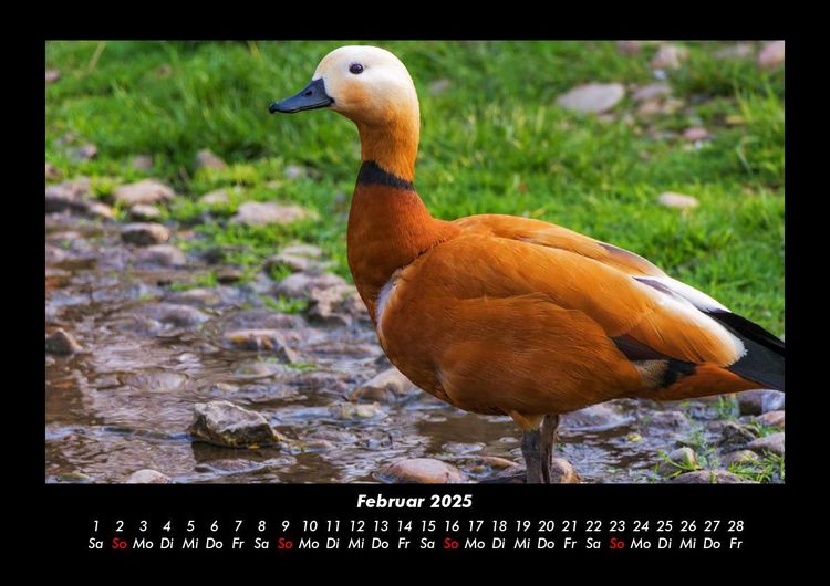 Produktbild: Enten 2025 Fotokalender DIN A3