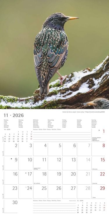 Produktbild: Einheimische Vögel 2026 - Broschürenkalender 30x30 cm (30x60 geöffnet) - Kalender mit Platz für Notizen - Birds - Bildkalender - Wandkalender - Vogelk