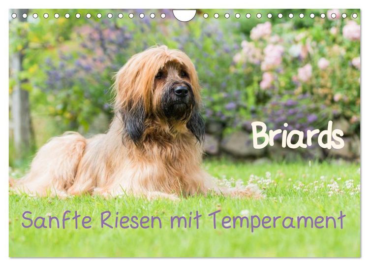 Produktbild: Briards - sanfte Riesen mit Temperament (Wandkalender 2026 DIN A4 quer), CALVENDO Monatskalender