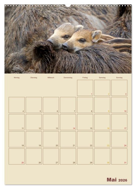 Produktbild: Wildschweine (hochwertiger Premium Wandkalender 2026 DIN A2 hoch), Kunstdruck in Hochglanz