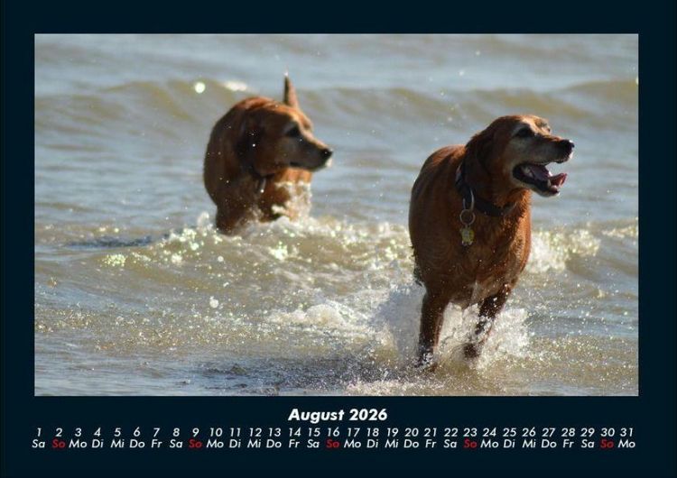 Produktbild: Hunde Kalender 2026 Fotokalender DIN A4