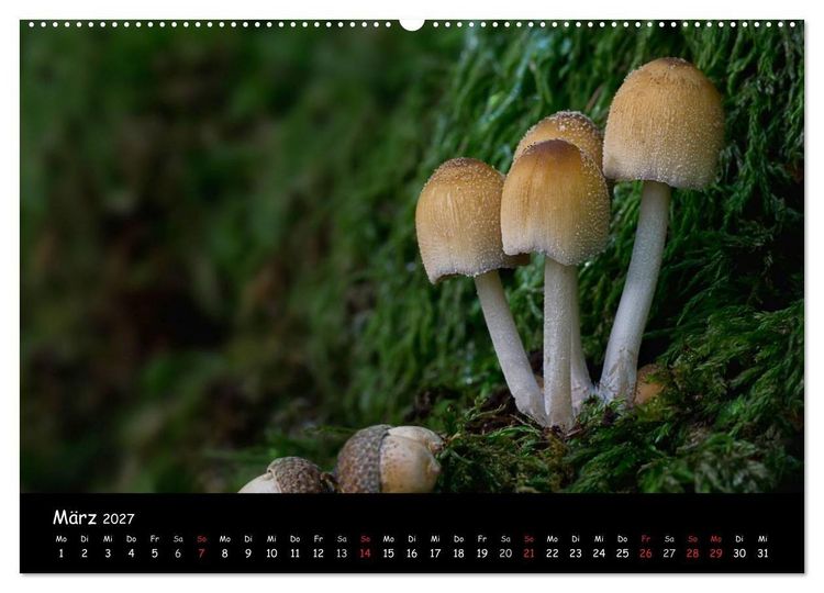 Produktbild: Pilzgalerie (hochwertiger Premium Wandkalender 2027 DIN A2 quer), Kunstdruck in Hochglanz