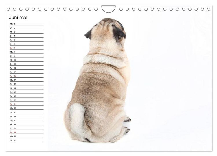 Produktbild: Mops - unwiderstehlich und charmant (Wandkalender 2026 DIN A4 quer), CALVENDO Monatskalender