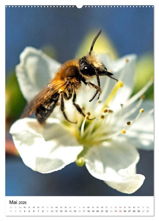 Produktbild: BIENEN - Kleine N&uuml;tzlinge ganz nah (hochwertiger Premium Wandkalender 2026 DIN A2 hoch), Kunstdruck in Hochglanz