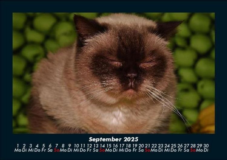 Produktbild: F&uuml;r Katzenfreunde 2025 Fotokalender DIN A5