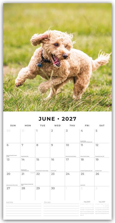 Produktbild: Cockapoos &ndash; Cockapoo 2027 &ndash; 16-Monatskalender