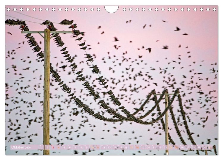 Produktbild: Rabenv&ouml;gel: Schwarz, schlau, sch&ouml;n (Wandkalender 2026 DIN A4 quer), CALVENDO Monatskalender