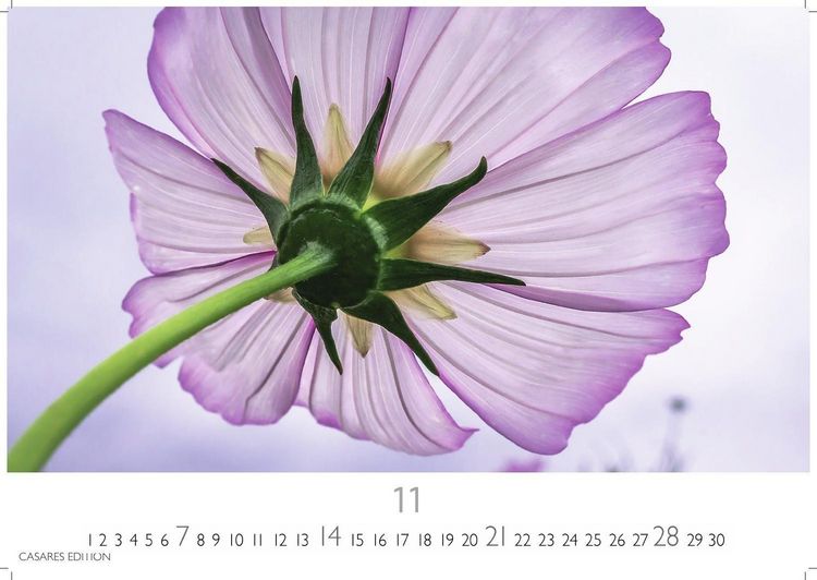 Produktbild: Flower Fantasy Kalender 2027 &ndash; Wandkalender | Fotokalender Naturkalender | Blumenkalender | 24x35cm - Wundersch&ouml;ne Blumenfotos in bestechender &Auml;sthetik