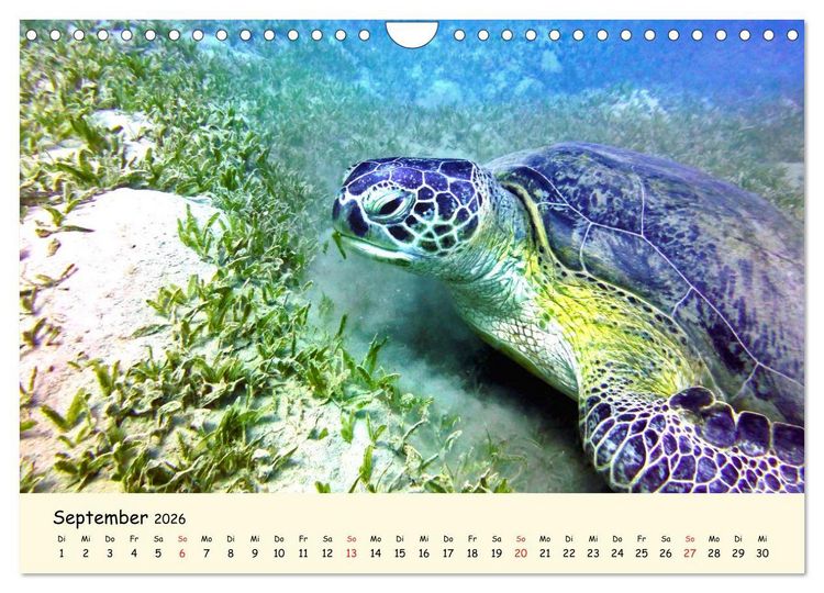 Produktbild: Faszination Meeresschildkr&ouml;ten (Wandkalender 2026 DIN A4 quer), CALVENDO Monatskalender