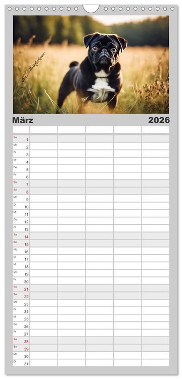 Produktbild: Familienplaner 2026 - M&ouml;pse - quirlige Charmebolzen mit 5 Spalten (Wandkalender, 21 x 45 cm) CALVENDO