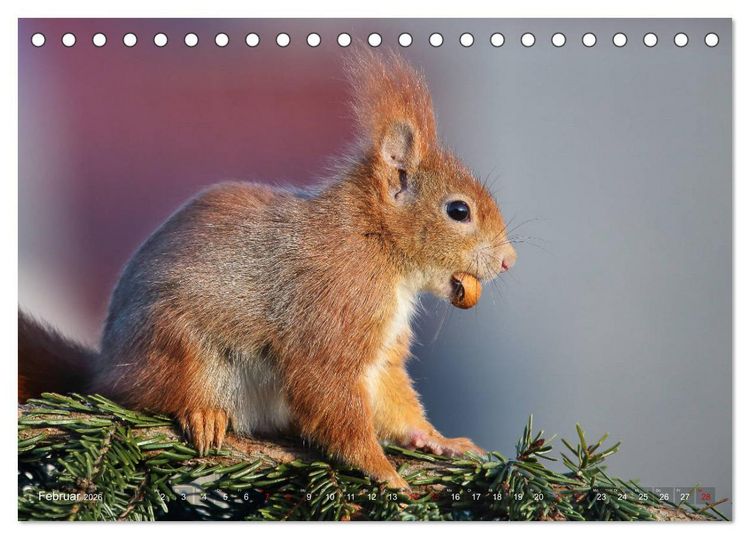 Produktbild: Eichh&ouml;rnchen Momentaufnahmen f&uuml;rs Herz (Tischkalender 2026 DIN A5 quer), CALVENDO Monatskalender