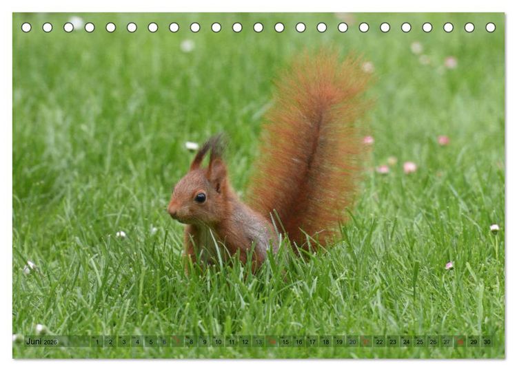 Produktbild: Neuer Spa&szlig; mit Eichh&ouml;rnchen-Kindern (Tischkalender 2026 DIN A5 quer), CALVENDO Monatskalender