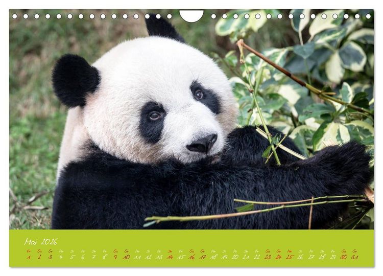 Produktbild: Der Gro&szlig;e Panda Ein kuscheliger Geselle (Wandkalender 2026 DIN A4 quer), CALVENDO Monatskalender