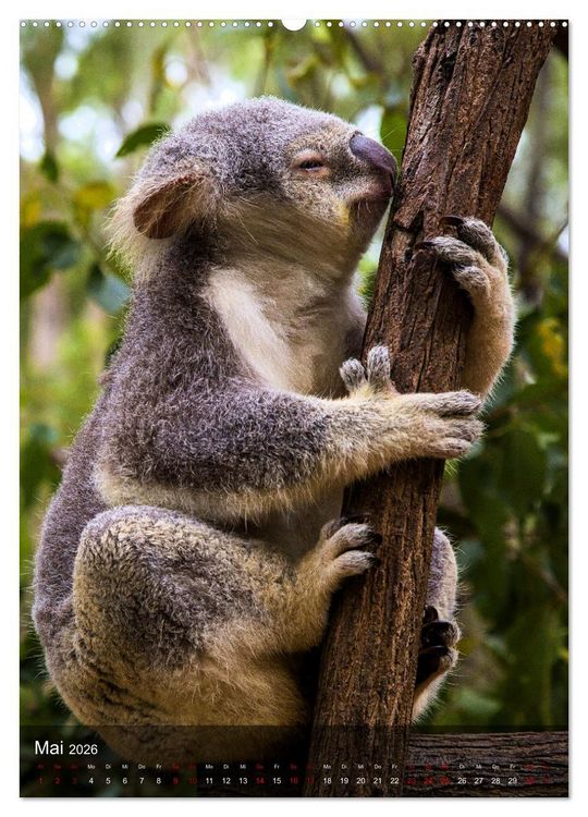 Produktbild: Koalas auf den Pelz ger&uuml;ckt (hochwertiger Premium Wandkalender 2026 DIN A2 hoch), Kunstdruck in Hochglanz