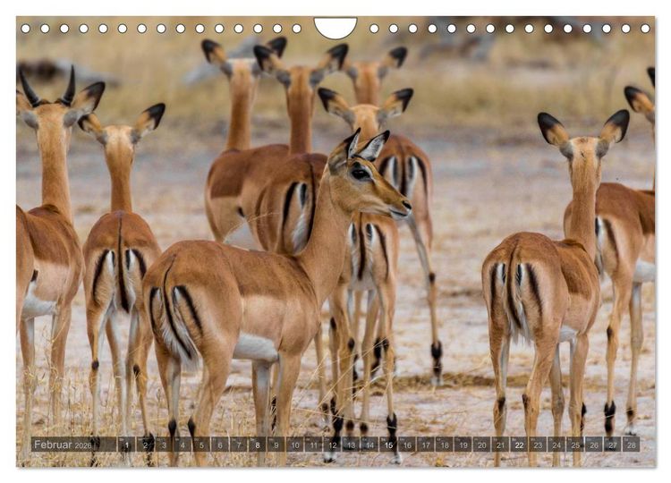 Produktbild: S&uuml;dafrika - Die Tierwelt (Wandkalender 2026 DIN A4 quer), CALVENDO Monatskalender
