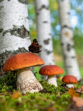 Produktbild: CALVENDO Puzzle Rotkappen Pilze und Schmetterling | 2000 Teile Lege-Gr&ouml;&szlig;e 90x67cm Foto-Puzzle f&uuml;r gl&uuml;ckliche Stunden