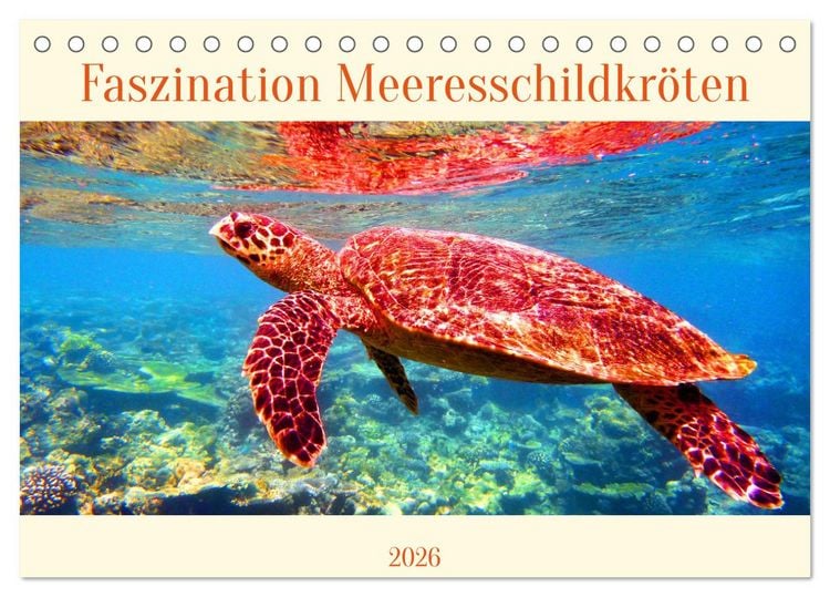 Produktbild: Faszination Meeresschildkr&ouml;ten (Tischkalender 2026 DIN A5 quer), CALVENDO Monatskalender