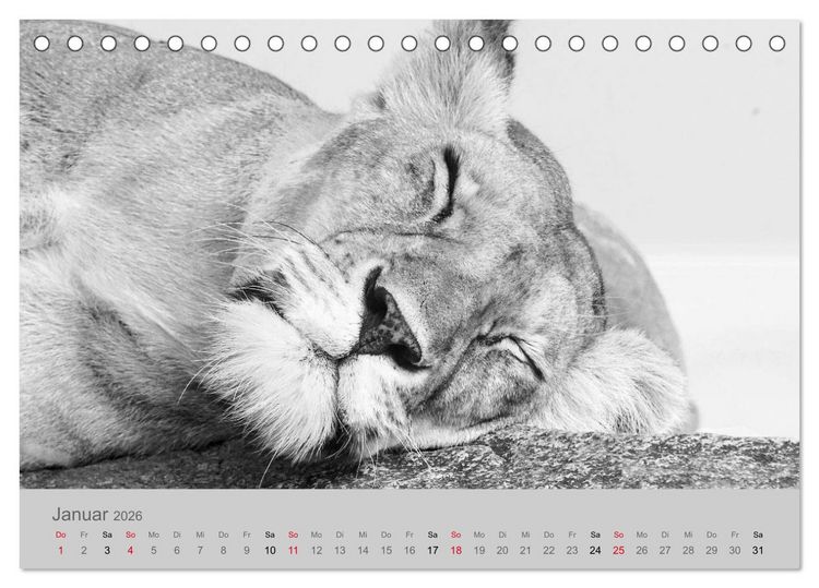 Produktbild: Die Seelen der wilden Tiere (Tischkalender 2026 DIN A5 quer), CALVENDO Monatskalender