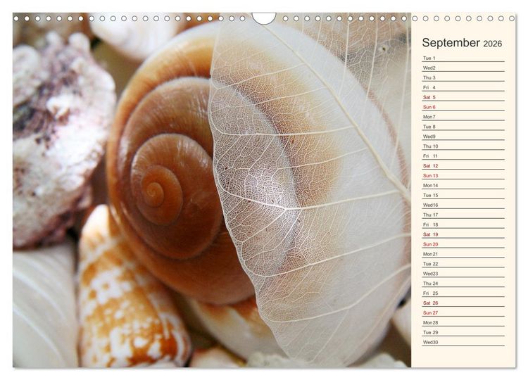 Produktbild: Shells, Stones and Sand (Wall Calendar 2026 DIN A3 landscape), CALVENDO 12 Month Wall Calendar