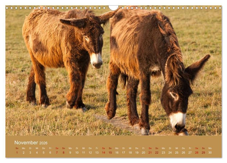 Produktbild: Baudet de Poitou - Seltene franz&ouml;sische Langohren (Wandkalender 2026 DIN A3 quer), CALVENDO Monatskalender