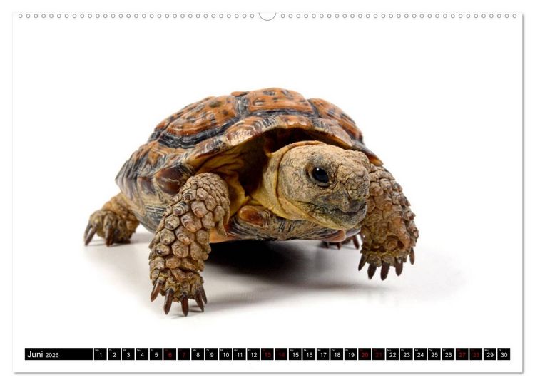 Produktbild: Amphibien und Reptilien (Wandkalender 2026 DIN A2 quer), CALVENDO Monatskalender