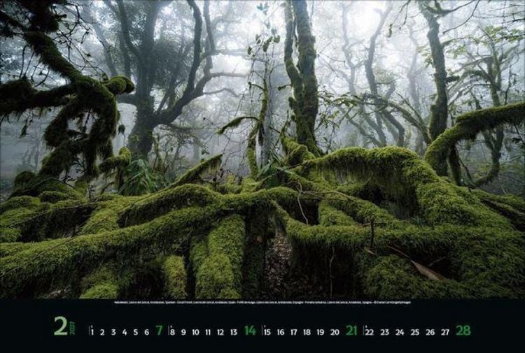 Produktbild: Magische W&auml;lder 2027