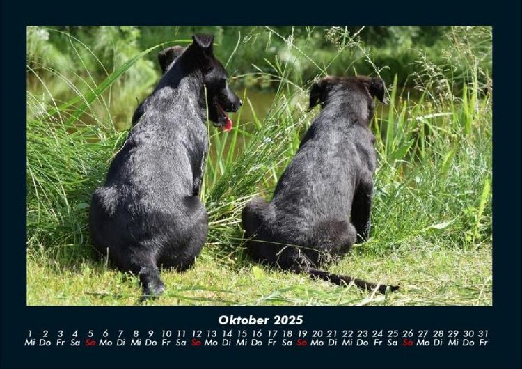 Produktbild: Hundezauber 2025 Fotokalender DIN A4