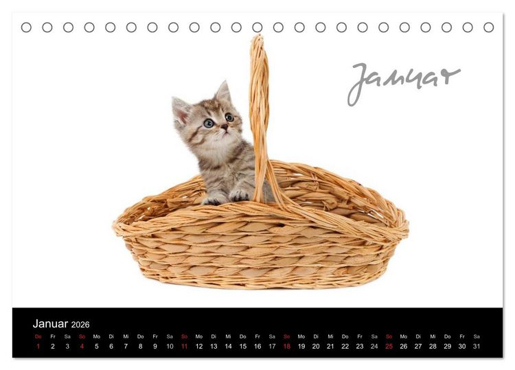 Produktbild: Katzenbabys (Tischkalender 2026 DIN A5 quer), CALVENDO Monatskalender