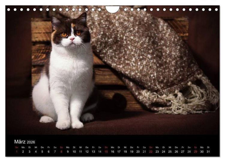 Produktbild: Schokoladige Britisch Kurzhaar Katzen (Wandkalender 2026 DIN A4 quer), CALVENDO Monatskalender