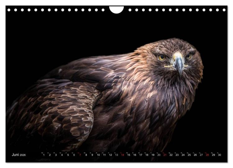 Produktbild: Greifv&ouml;gel und Eulen (Wandkalender 2026 DIN A4 quer), CALVENDO Monatskalender