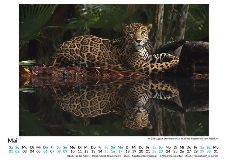 Produktbild: Jaguar