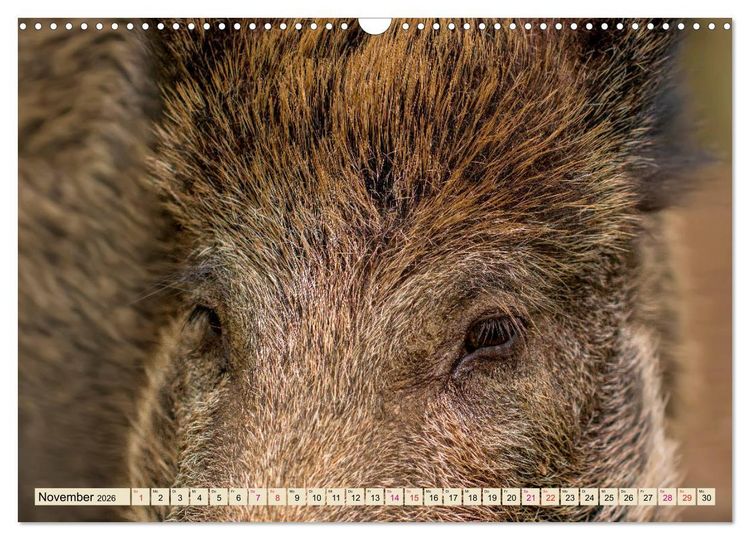Produktbild: Unverwechselbar - Wildschwein (Wandkalender 2026 DIN A3 quer), CALVENDO Monatskalender