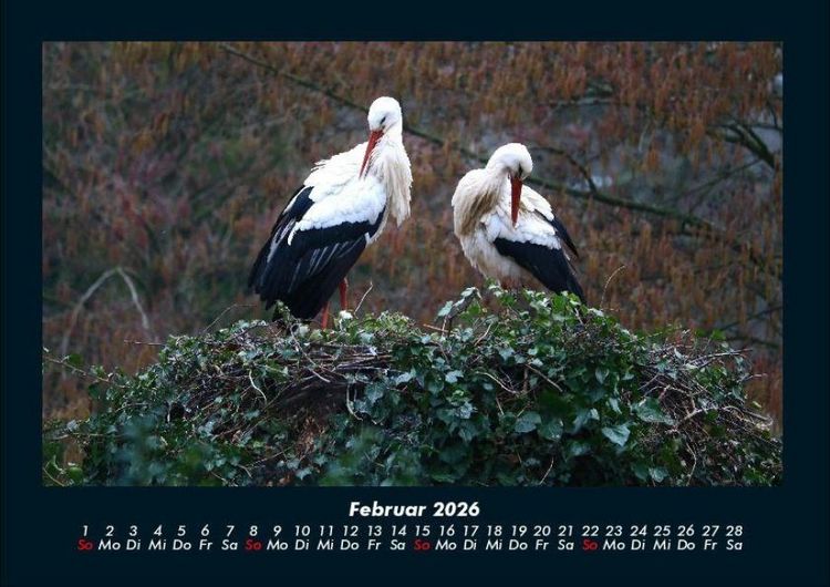 Produktbild: V&ouml;gel 2026 Fotokalender DIN A4
