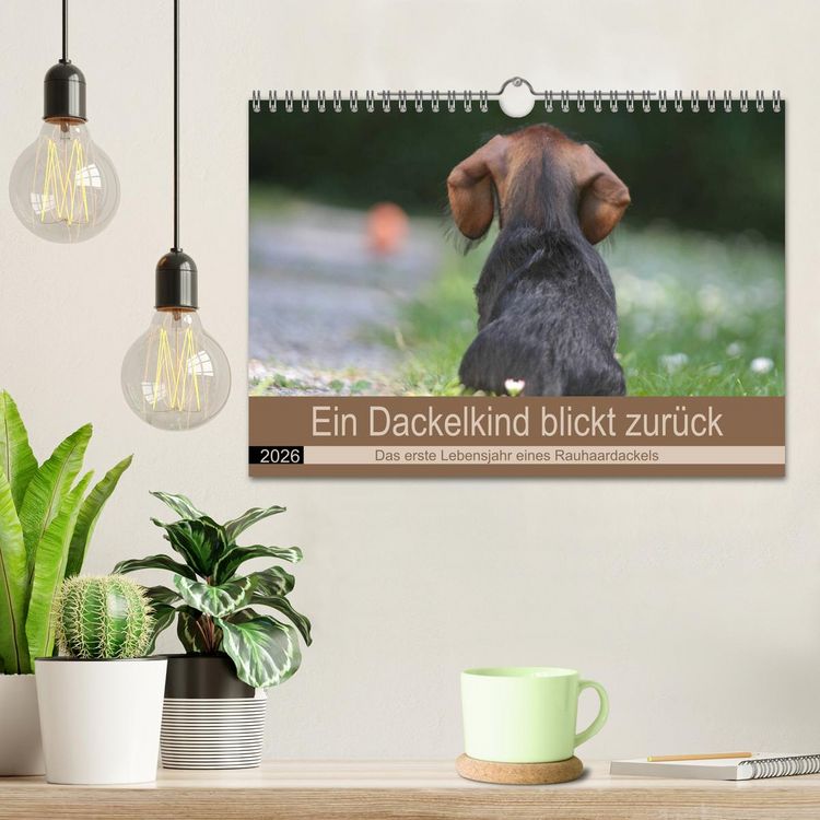 Produktbild: Ein Dackelkind blickt zur&uuml;ck (Wandkalender 2026 DIN A4 quer), CALVENDO Monatskalender