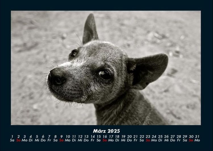 Produktbild: Welpen 2025 Fotokalender DIN A4