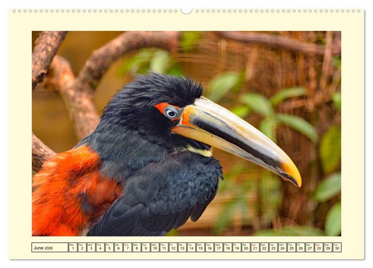 Produktbild: Toucans - clowns of the jungle (Wall Calendar 2026 DIN A2 landscape), CALVENDO 12 Month Wall Calendar