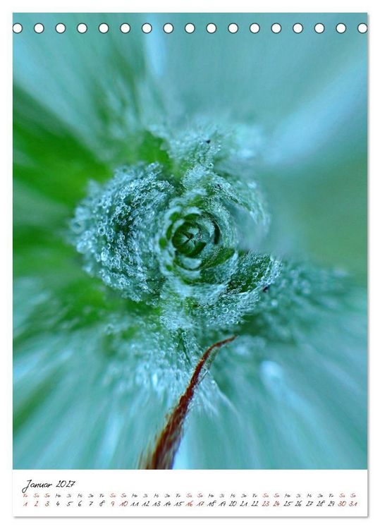 Produktbild: Durchschnittlich - Verzauberte Flora (Tischkalender 2027 DIN A5 hoch), CALVENDO Monatskalender