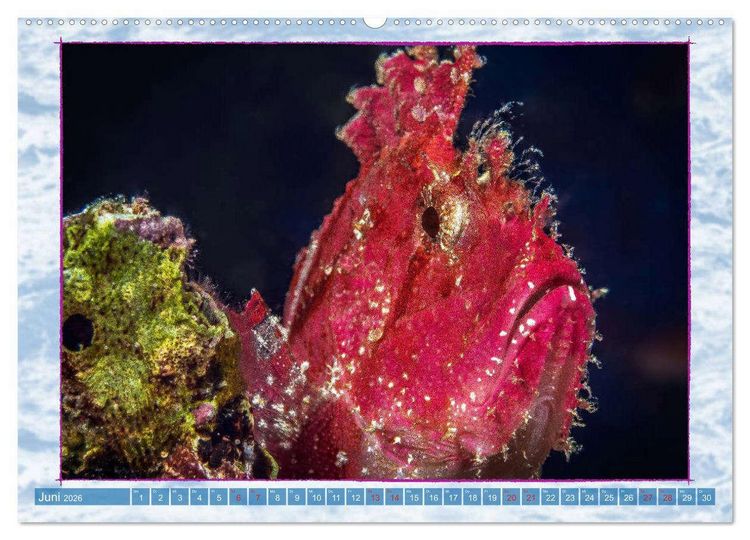 Produktbild: Farbenpracht unter Wasser (Wandkalender 2026 DIN A2 quer), CALVENDO Monatskalender