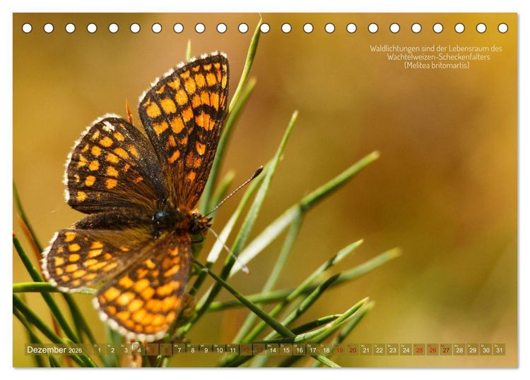 Produktbild: Frankens Insekten (Tischkalender 2026 DIN A5 quer), CALVENDO Monatskalender