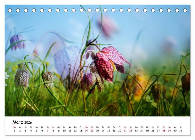 Produktbild: Pinneberger Art (Tischkalender 2026 DIN A5 quer), CALVENDO Monatskalender